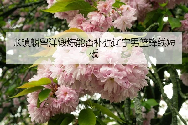 zhang-zhen-lin-liu-yang-duan-lian-neng-fou-bu-qiang-liao-ning-nan-lan-feng-xian-duan-ban-3-536.jpg