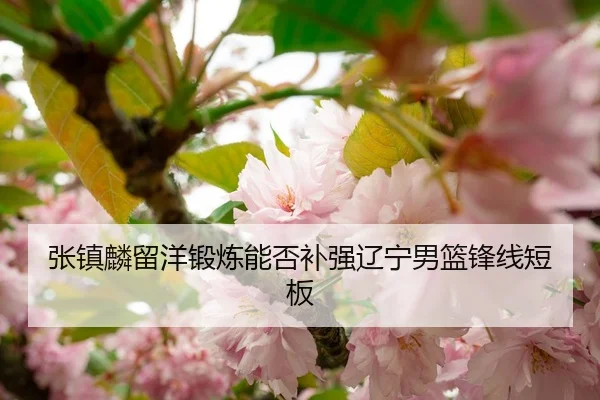 张镇麟留洋锻炼能否补强辽宁男篮锋线短板